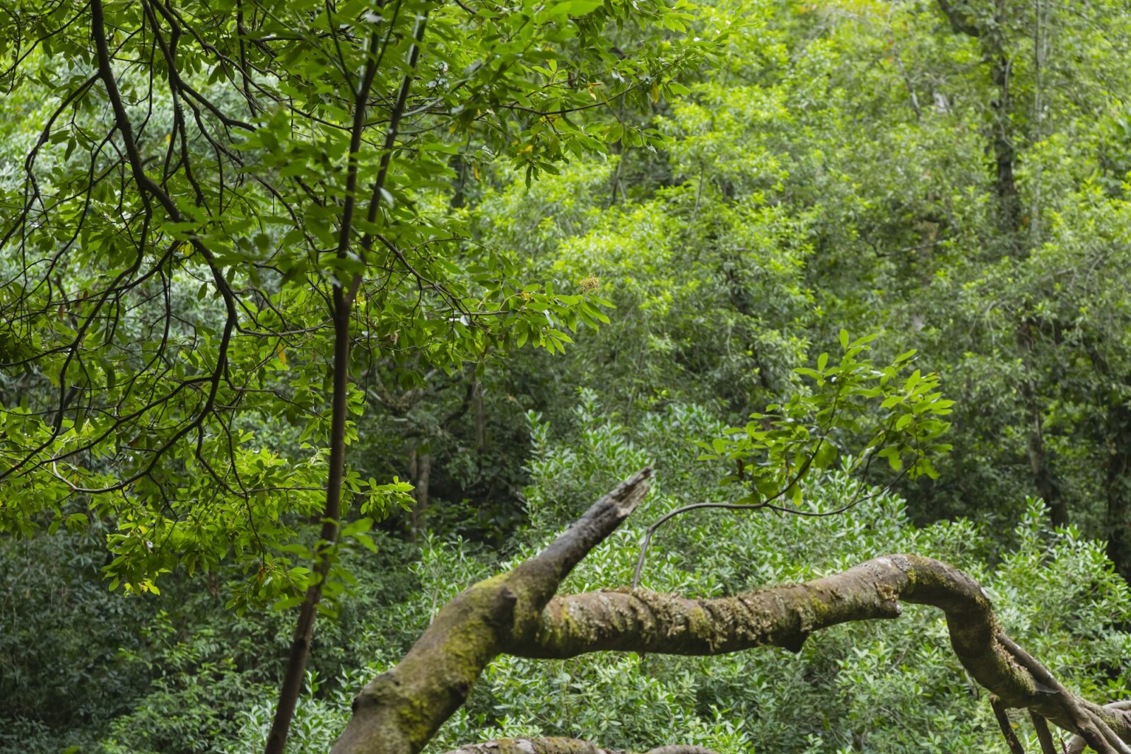 Los Tilos Rain Forest View, La Palma