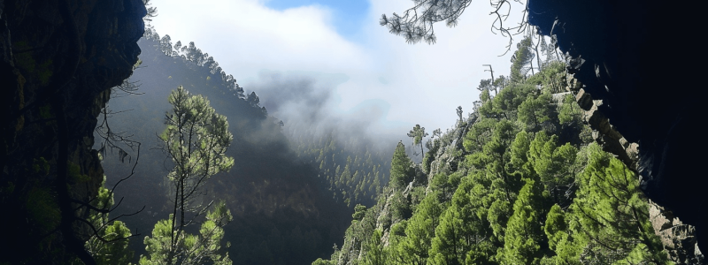 bosque de pinos en los tilos en la isla de la palma en canarias